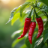 Chili pepper